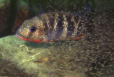 Coptodon rendalli 'Chiloelo'